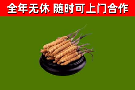 富阳区回收散虫草