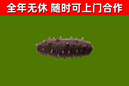 富阳区回收海参干